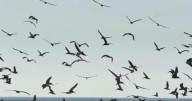 “Un mar de alas”: pelícanos invaden las playas de Rosarito
