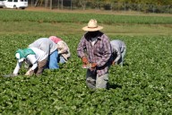 Bajan salario a trabajadores agrícolas: voces a favor y en contra