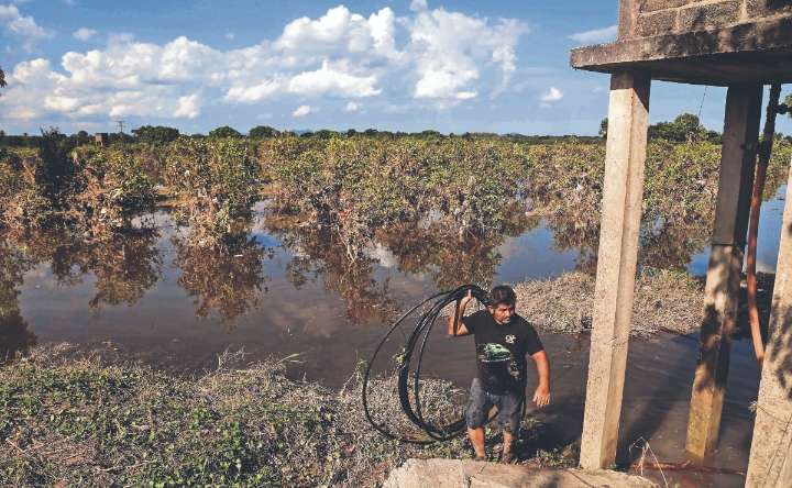 “Jamás se había visto algo así”: lluvias destruyen huertas de naranja en Álamo, Veracruz