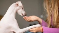 ¿Qué significa que las personas hablen con sus mascotas como si fueran humanos?