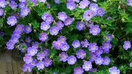 Esta es la considerada "planta del siglo" por su belleza: 0 mantenimiento e ideal para plantar en octubre