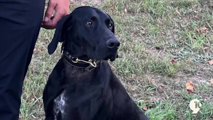 Missing K9 Soka found safe in Northern Michigan