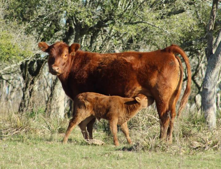 Un millón menos. La Argentina cerraría 2025 con el tercer año consecutivo de caída del rodeo vacuno