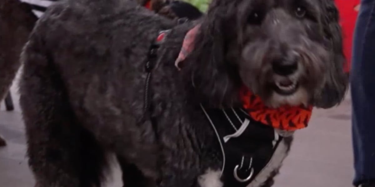 Howl-O-Ween pup party in Springfield raised money for rescue organization