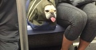 41 Times Folks Were Caught Carrying Dogs In Bags And It’s Adorable