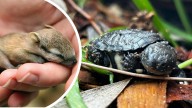 Perth Zoo is in midst of baby boom as numbers of some of nation’s most endangered species soar