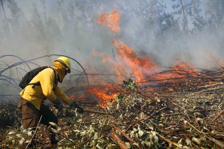 Incendios Forestales: Biobío contará con 518 kilómetros de cortafuegos y limpieza vial