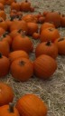 Don’t toss your Halloween pumpkin – bake, compost or feed it to farm animals instead