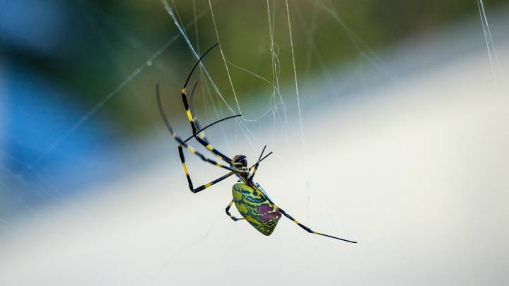 Joro spiders return to Georgia ahead of Halloween season