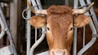 EU lawmakers vote to ban labels like steak or meat on vegetarian products