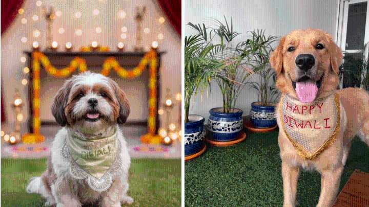 Here’s how you can save your pets from firecrackers this Diwali 2025