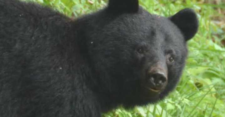 Japan's Akita Governor Kenta Suzuki requests Ministry of Defence to cull bears after 54 attacks