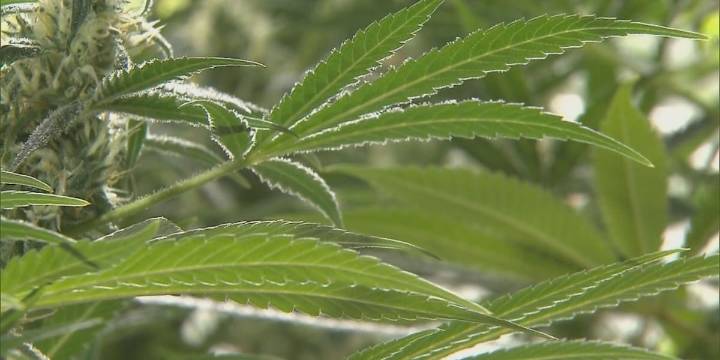 Medical cannabis could be available next month in Kentucky