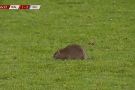 Wales vs Belgium qualifier forced to stop after rat pitch invasion