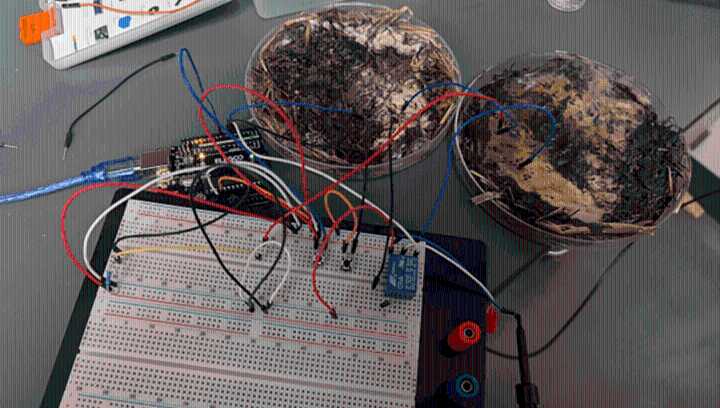 Shiitake Mushrooms, Sustainable Computing? Common Edible Fungi Can Be Trained To Act As Organic Data Processors