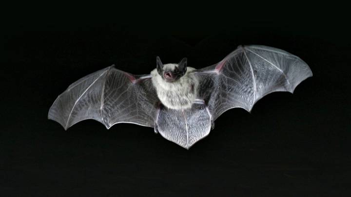 Ocho insectos de Arizona más espeluznantes que cualquier disfraz de Halloween