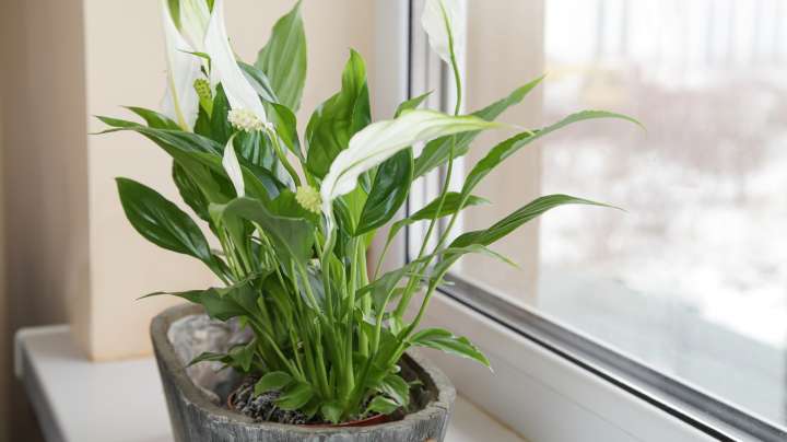 Telltale Signs You're Underwatering Your Peace Lily Plant
