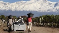 Mendoza: productores de vino afirman que "el mercado de la uva está destruido"