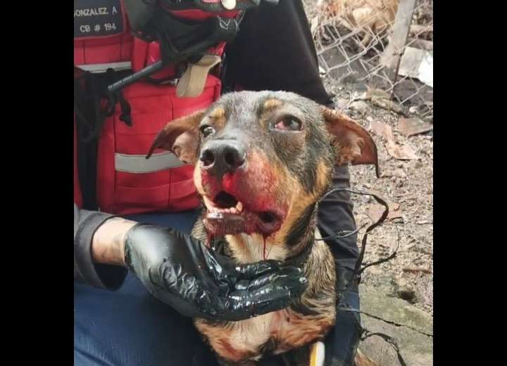 Detenido sujeto en flagrancia por golpear salvajemente a un perro en Aragua