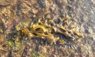 Revelan que el alga Undaria funciona como refugio para comunidades de invertebrados marinos