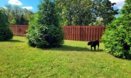 Can you spot the hidden dog in this viral optical illusion? Most people miss it!