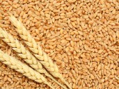 Cabinet Hikes Wheat MSP By Rs 160/qtl: I&B Minister