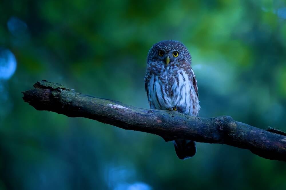 Meta convinces Blue Owl to cut $30B check for Hyperion DC • The Register