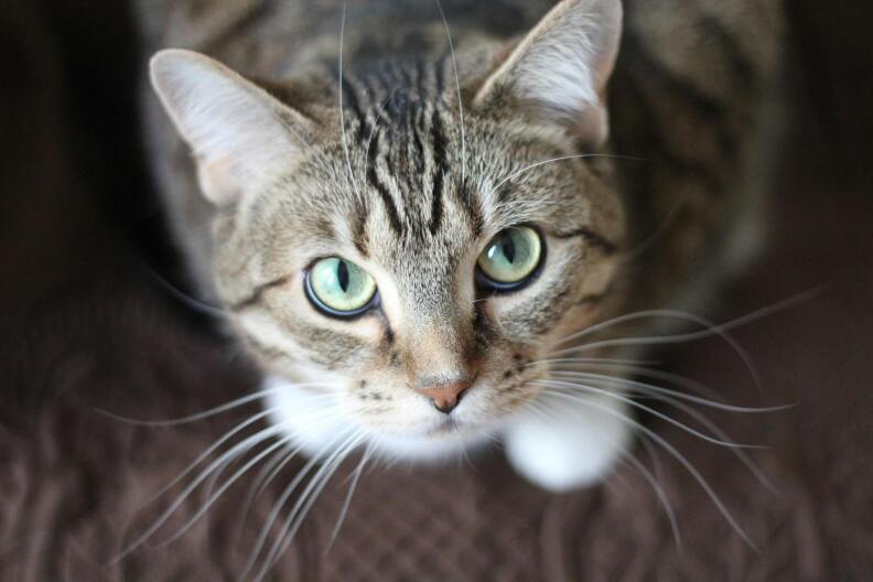 Saturday: a free course to help community cats