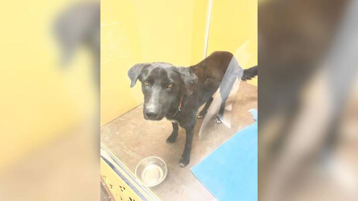 In Texas, A Black Lab’s Gentle Heart Is Overlooked As She Spends A Year Waiting