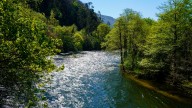 Repoblación en el río Narcea con 20.000 alevines de trucha