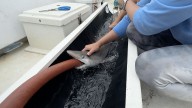 'Really important for the ocean': N.C. researcher making waves in her work with sharks