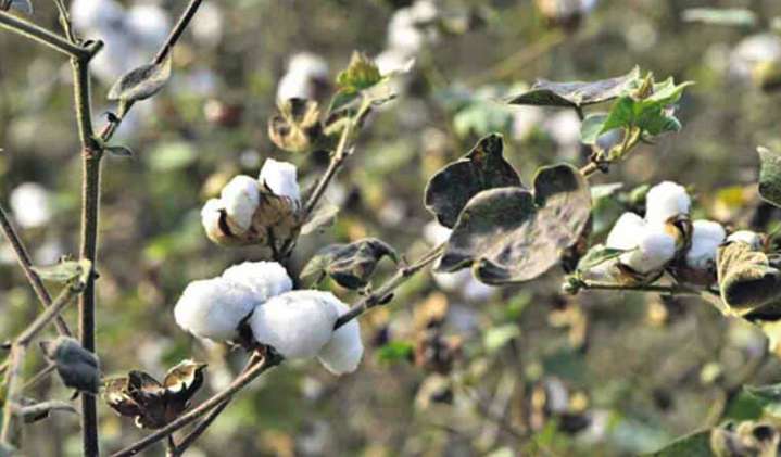 Officials gearing up for cotton procurement in erstwhile Khammam