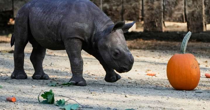 Critically endangered baby black rhino makes its debut at Cleveland zoo