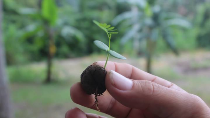 Drones lanzarán esferas restauradoras para reforestar más de 2000 hectáreas en la Amazonía