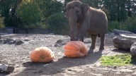 Elefantes en Oregon celebran Halloween aplastando calabazas gigantes