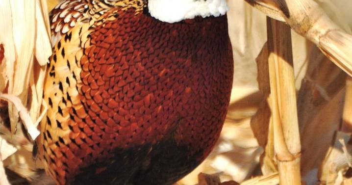 WASHBURN: Iowa outdoor enthusiasts celebrate 100 years of pheasant hunting