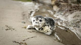 The Many Downsides of the Psychology Behind Babifying Animals