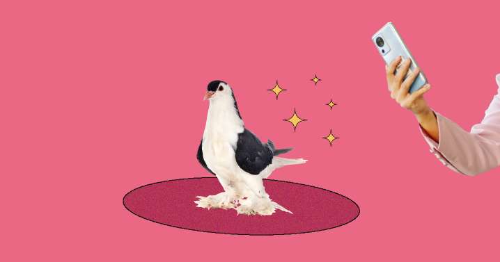Alexandria’s “Fancy Pigeon” Has a New Home
