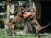 Tigers in trouble as Malaysian big cat numbers dwindle