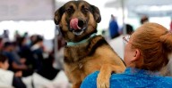 ¿Tienes mascota? Este miércoles vacunación antirrábica gratuita en Tarímbaro