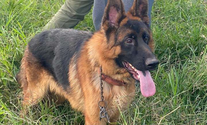 Tras cateo, rescata FGE 10 perros por maltrato animal en Morelia