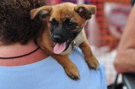 BARC Houston Invita a la Segunda Edición de “BARC-O-Ween” con Adopciones Gratuitas