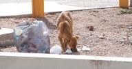 Incrementan mordeduras de perros en Nogales; aplicarán la Ley de Protección Animal