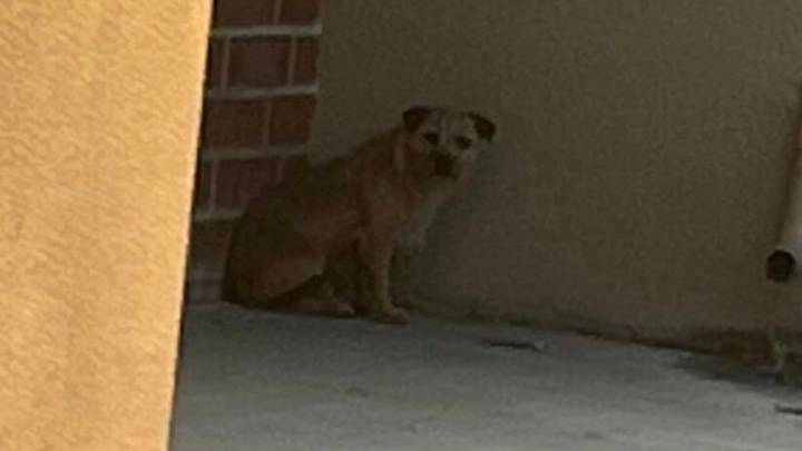 California Dog Reunites With His Family, Then Comes Even More Surprising News