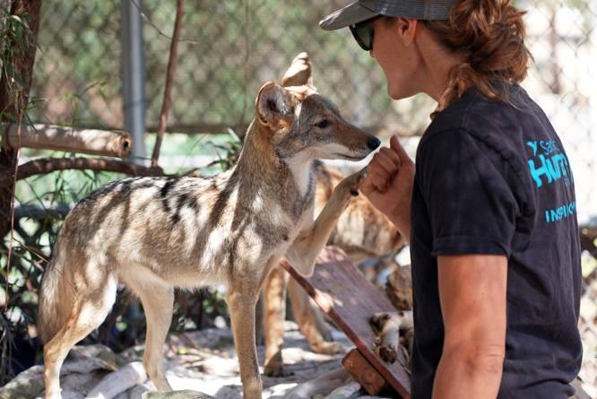 Two orphaned coyote pups relocated from San Diego to Virginia