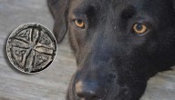 Perro quemado vivo y "murió a gritos": el supuesto ritual que conmueve a Puerto Montt
