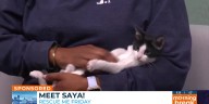 Rescue Me Friday: Meet Saya!
