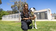 Dog shelters under pressure as State Government remains tight-lipped on next steps to stamp out puppy farms
