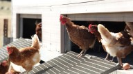 Detectan un segundo foco de gripe aviar en otra granja de la provincia de Valladolid en menos de un mes