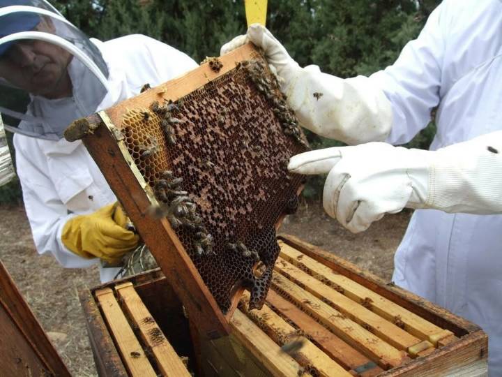 Miel alcanza 6 mil toneladas en 2025